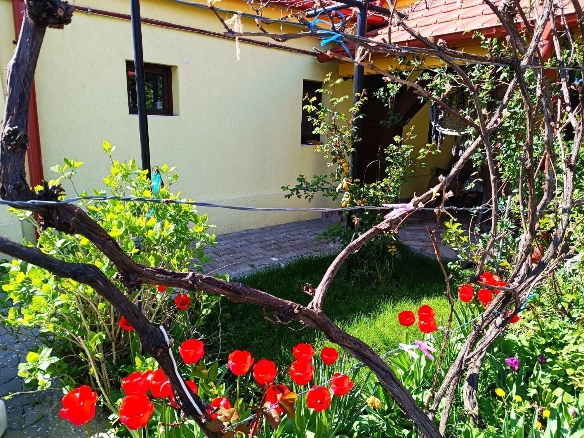 Cisnădie Casa Bunicilor 아파트 외부 사진